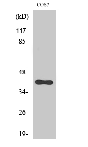 Anti-SR-1F Antibody