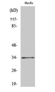 Anti-Olfactory receptor 2T2 / 35 Antibody
