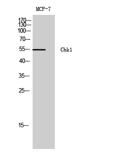 Anti-Chk1 Antibody