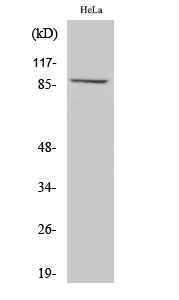 Anti-MLTK Antibody