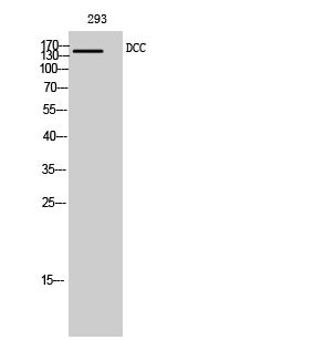 Anti-DCC Antibody