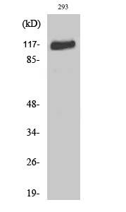 Anti-Flg Antibody