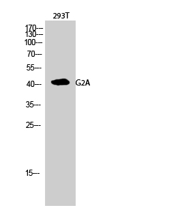 Anti-G2A Antibody