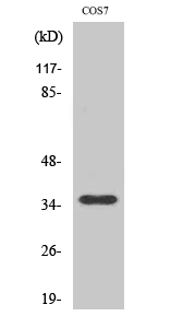 Anti-Olfactory receptor 10S1 Antibody