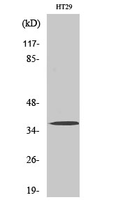 Anti-Olfactory receptor 51B2 Antibody