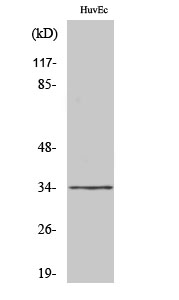 Anti-Olfactory receptor 2M7 Antibody