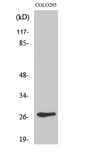 Anti-Olfactory receptor 5D3 Antibody