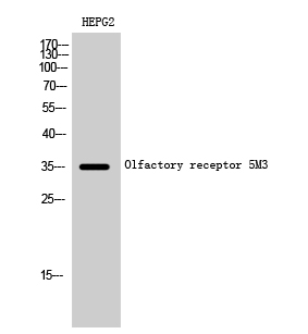 Anti-Olfactory receptor 5M3 Antibody