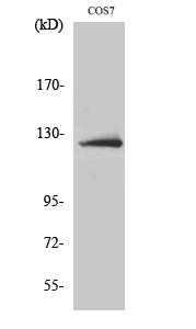 Anti-ATP-citrate synthase Antibody