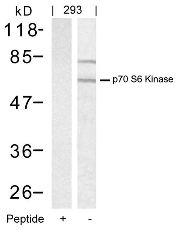 Anti-p70 S6 Kinase (Ab-389) Antibody