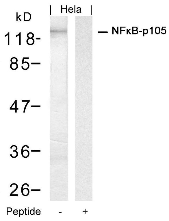 Anti-NFkB-p105 (Ab-927) Antibody