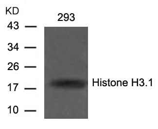 Anti-Histone H3.1 (Ab-10) Antibody - Identical to Thermo (PA5-49579)