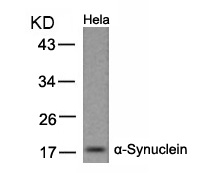 Anti-a-Synuclein (Ab-133) Antibody
