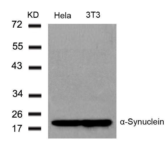 Anti-a-Synuclein (Ab-136) Antibody