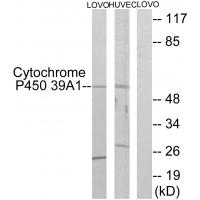 Anti-Cytochrome P450 39A1 Antibody