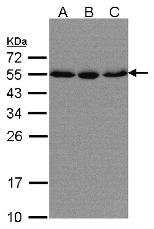 Anti-karyopherin alpha 2 Antibody