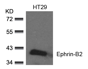Anti-Ephrin-B2 (Ab-330) Antibody
