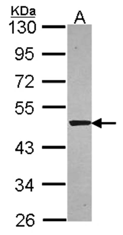 Anti-Syntrophin alpha 1 Antibody