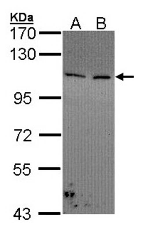 Anti-Collagen I alpha2 Antibody