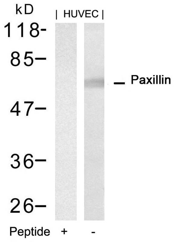 Anti-Paxillin (Ab-88) Antibody