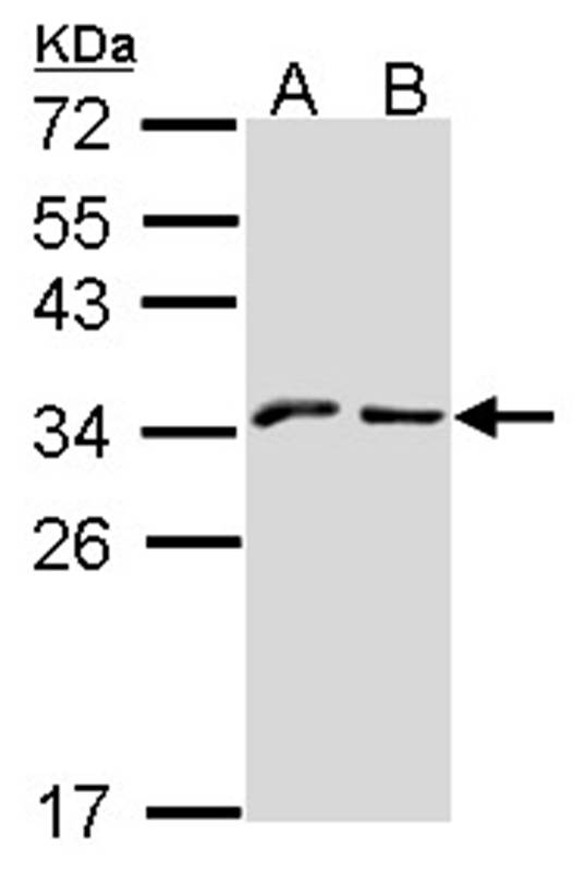 Anti-NKG2-A (CD159a) Antibody