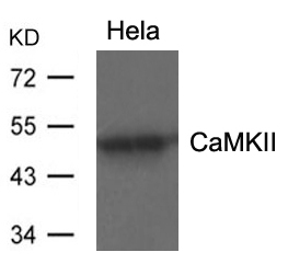 Anti-CaMKII (Ab-286) Antibody