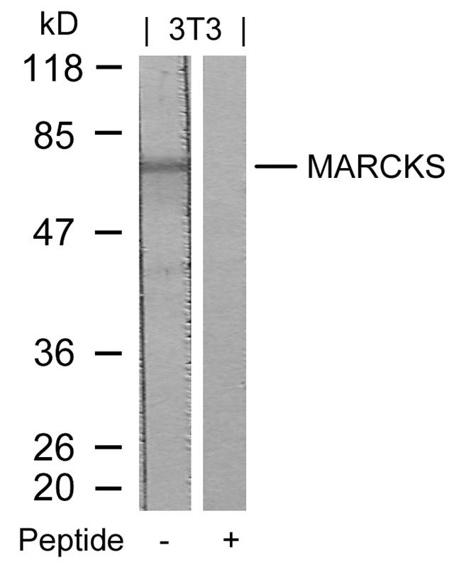 Anti-MARCKS (Ab-158) Antibody