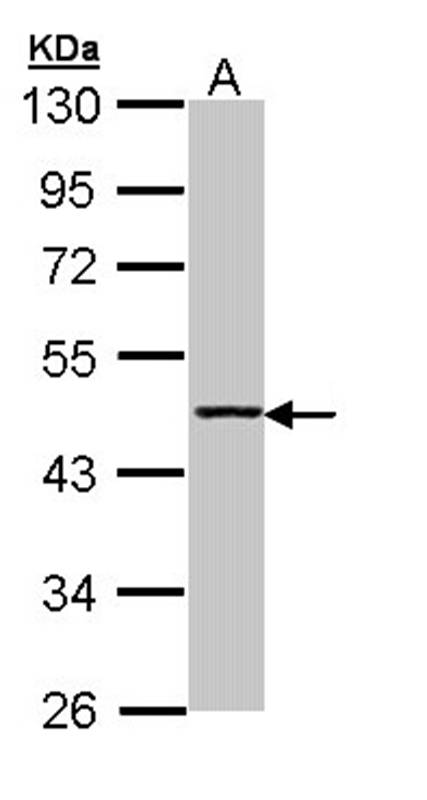 Anti-Aminoacylase-1 Antibody