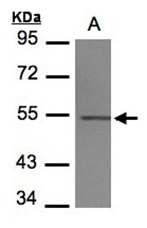 Anti-beta IV Tubulin Antibody