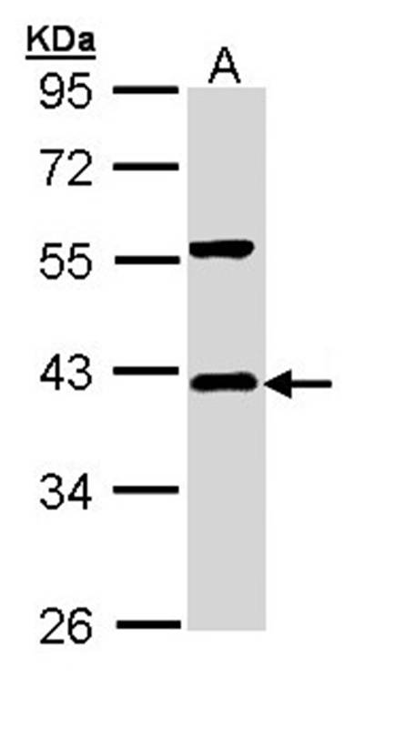 Anti-I kappa B-alpha Antibody