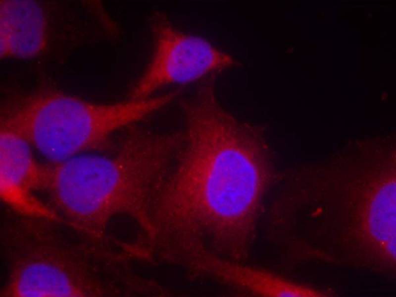 Anti-PLCg2 (Ab-753) Antibody Anti-PLCg2 (Ab-753) Antibody