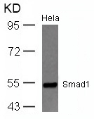 Anti-Smad1 (Ab-465) Antibody