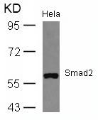 Anti-Smad2 (Ab-467) Antibody