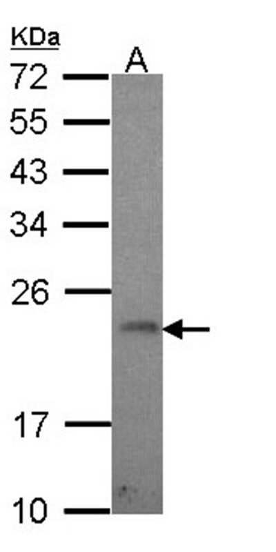 Anti-GADD 45 gamma Antibody