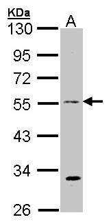 Anti-beta Tubulin 3 Antibody