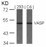Anti-VASP (Ab-157) Antibody