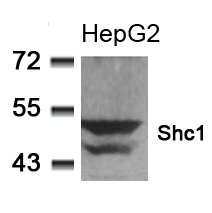 Anti-Shc1 (Ab-349) Antibody