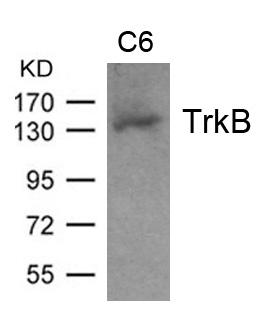 Anti-TrkB (Ab-705) Antibody