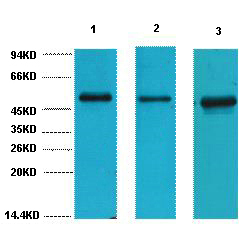 Anti-FH Antibody