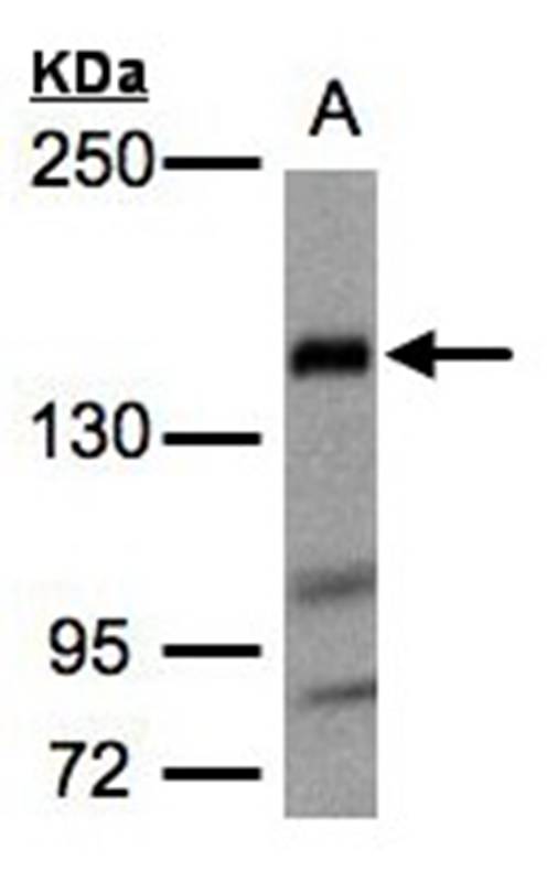 Anti-Flightless I Antibody