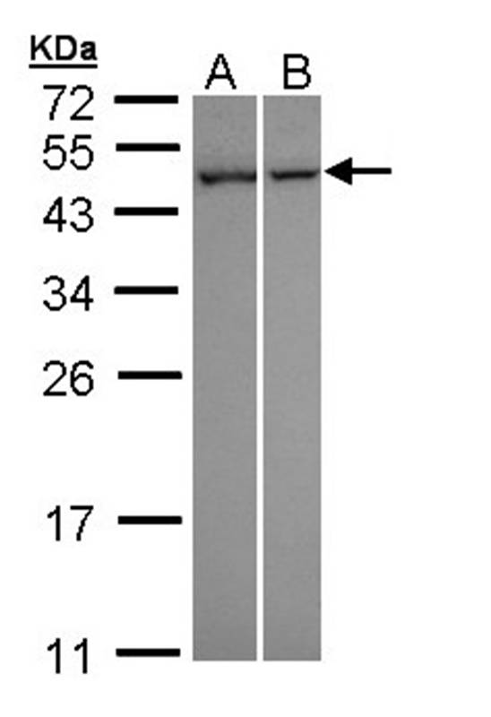 Anti-NNT-1 / BSF-3 Antibody