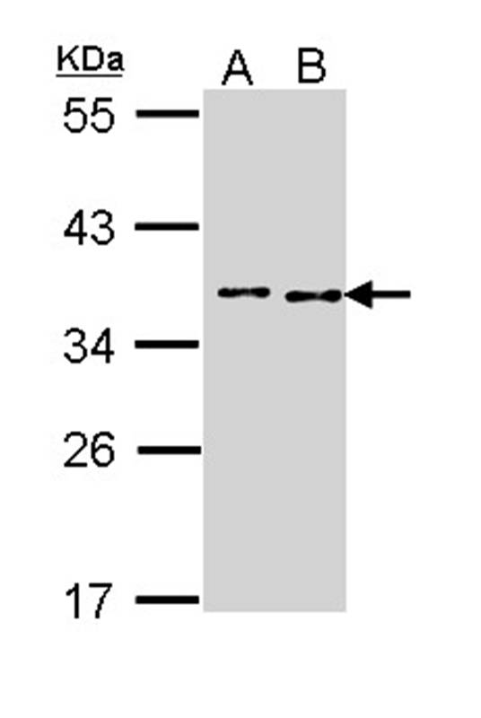 Anti-TOK-1 alpha Antibody