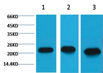 Anti-Peroxiredoxin 1 Antibody