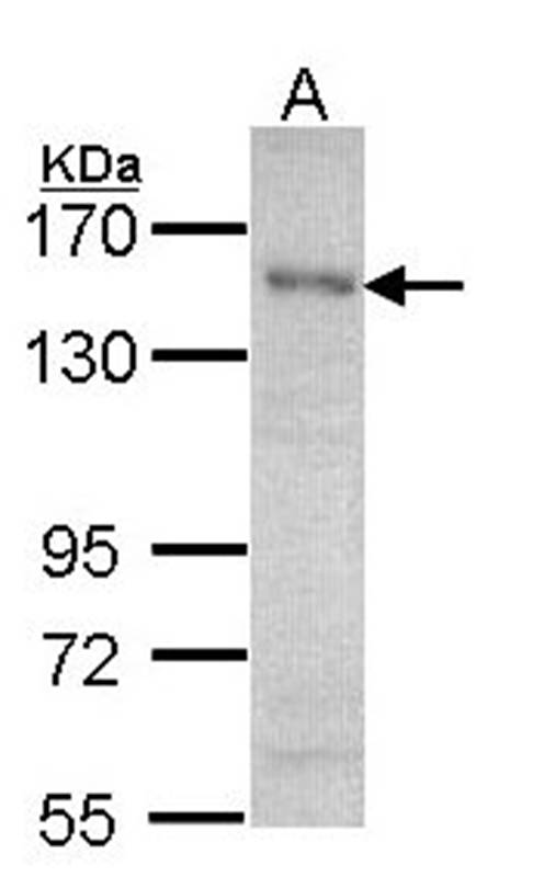 Anti-HET / SAF B Antibody