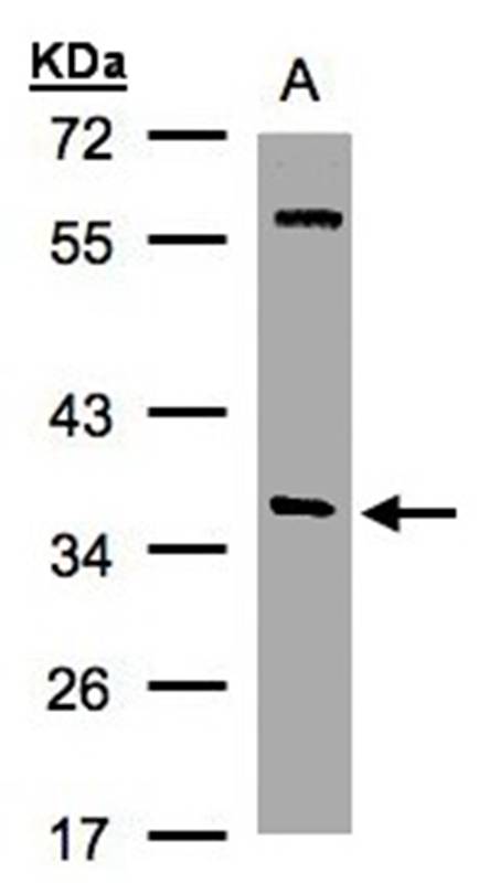 Anti-alpha SNAP Antibody