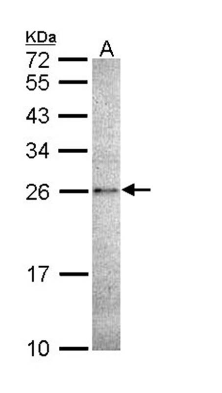 Anti-Caspase 14 Antibody