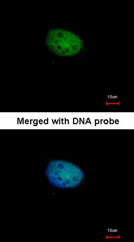 Anti-RBP-Jkappa Antibody Anti-RBP-Jkappa Antibody