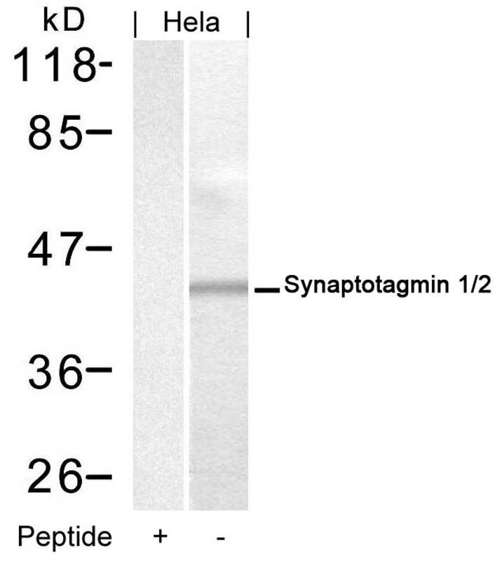 Anti-Synaptotagmin 1 / 2 (Ab-202 / 199) Antibody
