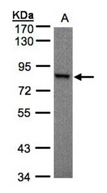 Anti-RSK1 p90 Antibody