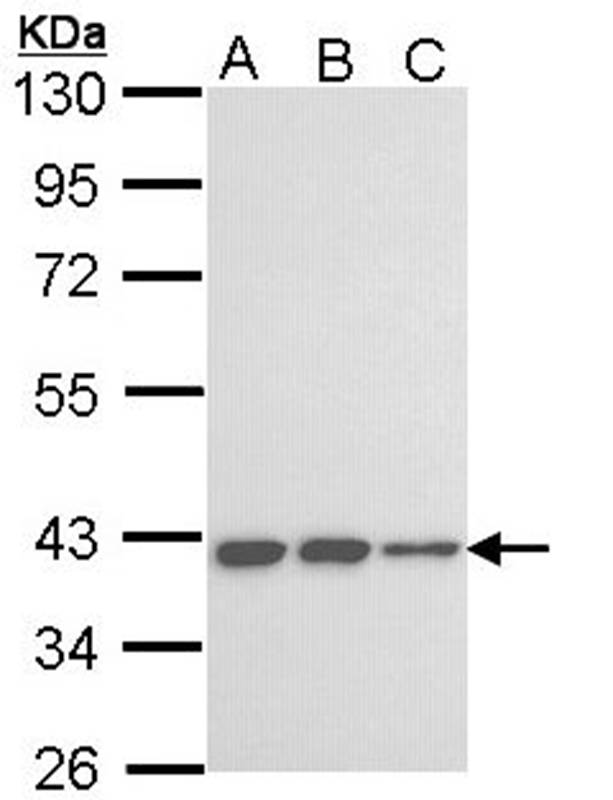 Anti-LOC727787 Antibody